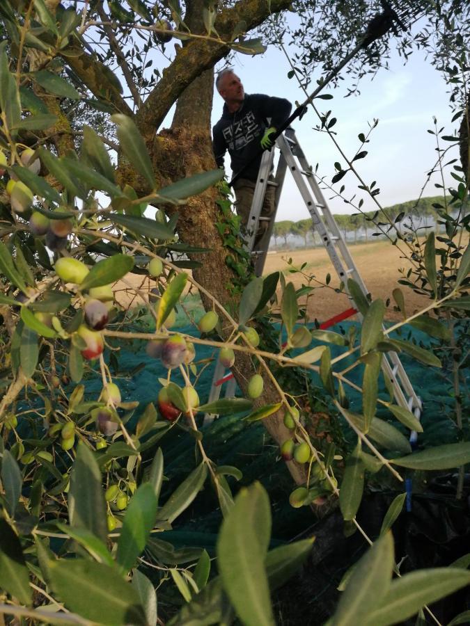Il Podere Di Sole Roccastrada Luaran gambar