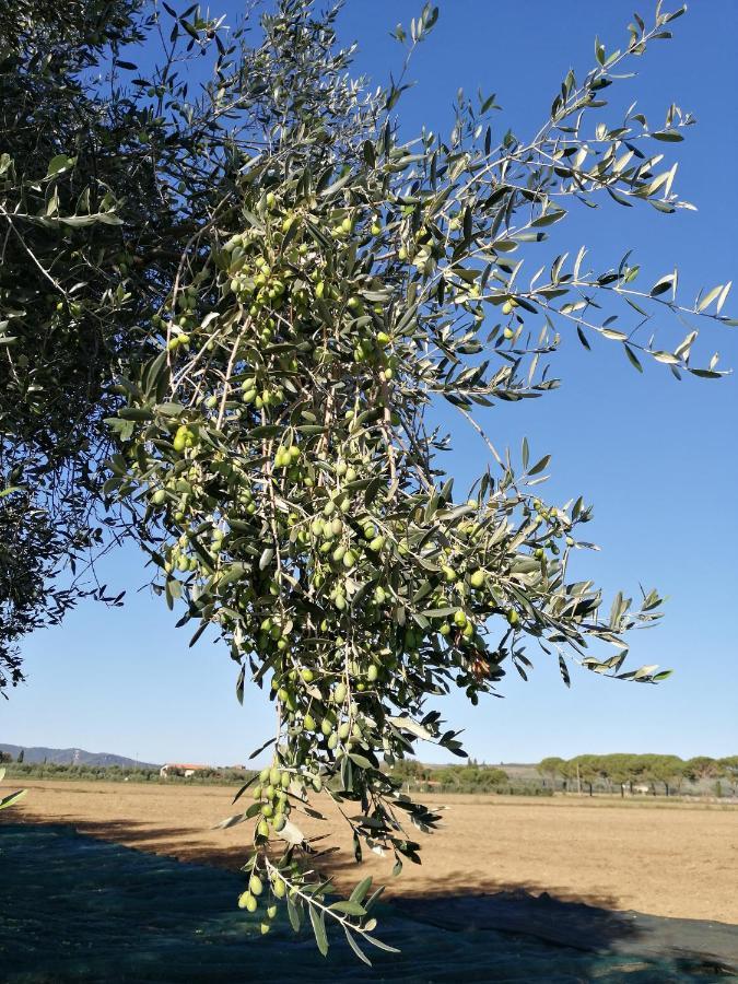 Il Podere Di Sole Roccastrada Luaran gambar